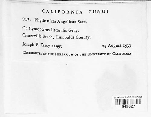 Asteromella huubii image